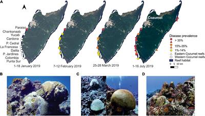 Effects of the Stony Coral Tissue Loss Disease Outbreak on Coral Communities and the Benthic Composition of Cozumel Reefs